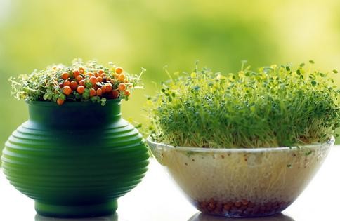 金視覺裝飾設(shè)計(jì)植物風(fēng)水大全